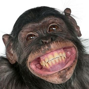 Meet your Posher, Purple monkey